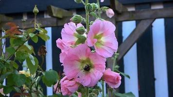 macro de un abejorro con mucho polen moviéndose en una flor de alcea rosea video