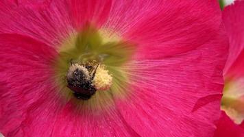 Makro einer Hummel mit viel Pollen, die sich auf einer Blume von Alcea Rosea bewegt