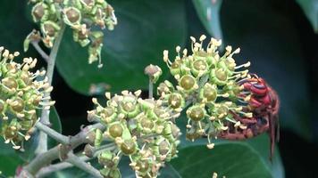 un frelon européen est vu en train de sucer le nectar d'une tête de fleurs de lierre à feuilles persistantes video