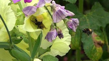 Macro of a bumblebee with lots of pollen moving on an alcea rosea flower video