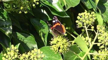 mooi rood gekleurde oog vlinder nymphalidae op zoek voor nectar Aan kleurrijk bloemen video