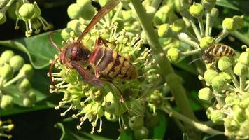 un frelon européen est vu en train de sucer le nectar d'une tête de fleurs de lierre à feuilles persistantes video