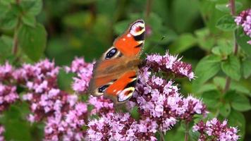 Beautiful red colored eye butterfly Nymphalidae looking for nectar on colorful flowers video