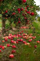 manzanas frescas del huerto. cosecha de manzanas listas para ser recogidas del huerto en la república de moldavia. foto