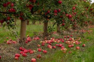 Fresh apples from the orchard. Apple harvest ready to be picked from the orchard in the Republic of Moldova. photo