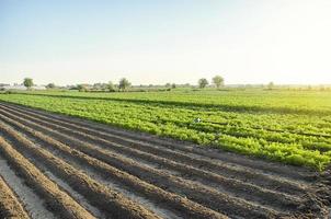 Landscape of a farm plantation field. Juicy greens of potato and carrot tops. Land processing and cultivation. Agroindustry and agribusiness. European organic farming. Growing food. Root tubers. photo