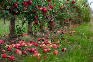 manzanas frescas del huerto. cosecha de manzanas listas para ser recogidas del huerto en la república de moldavia. foto