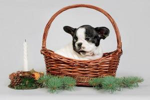 A cute French bulldog puppy sits in a wicker basket and looks at a candle. The concept of Christmas photo