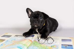 un pequeño cachorro de bulldog francés con gafas yace junto a un libro. el concepto de viaje foto