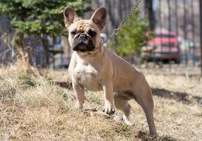 An Early Morning Walk with cute French Bulldog photo