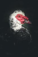 Portrait of a muscovy ducks Dark and dramatic style image photo