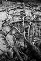 Roots on the surface on the ground Concept of rooting and environmental protection photo