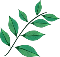 feuille verte aquarelle png