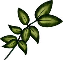 Aquarell grünes Blatt png