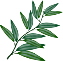 feuille verte aquarelle png