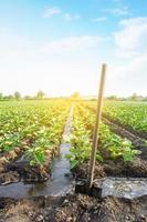 Management of watering process of eggplant plantation by irrigation canals system. European farm, farming. Caring for plants, growing food. Agriculture and agribusiness. Agronomy. Rural countryside photo