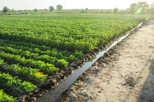 Watering plantation landscape of green carrot and potato bushes. Growing food on the farm. Growing care and harvesting. Agroindustry and agribusiness. Root tubers. Agronomy. European organic farming. photo