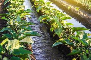 el agua fluye a través de los canales de riego en una plantación de berenjenas. conservación de los recursos hídricos y reducción de la contaminación. cuidar las plantas, cultivar alimentos. agricultura y agroindustria. foto