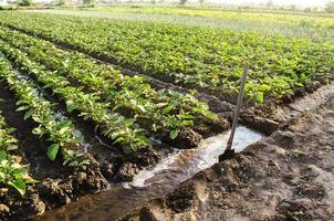 regar la plantación de plántulas de berenjena jóvenes a través de canales de riego. agronomía. campo rural. granja europea, agricultura. cuidar las plantas, cultivar alimentos. agricultura y agroindustria. foto