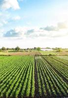 Plantation landscape of green potato bushes. Agroindustry and agribusiness. European organic farming. Growing food on the farm. Growing care and harvesting. Beautiful countryside farmland. Aerial view photo