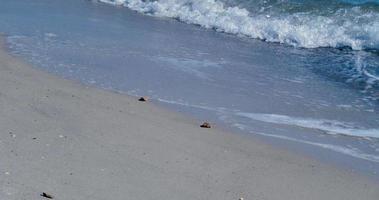 il nero mare costa su un' soleggiato, senza vento autunno giorno video