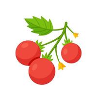 A sprig of red tomatoes on a white background. vector