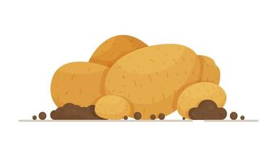 A banner of dirty, large potatoes. Vector illustration of a vegetable. Light potato tubers of different shapes and sizes.