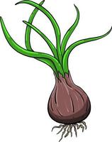 Fresh onion , illustration, vector on white background