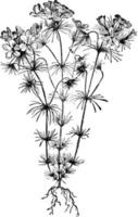 Gilia Androsacea vintage illustration. vector
