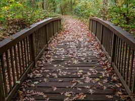 Autumn in the forest photo