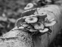 otoño en el bosque foto