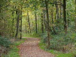 Autumn in the forest photo