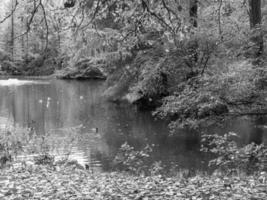 Autumn in the forest photo