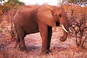 Lone bull elephant photo