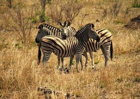 Symmetrical zebra formation photo