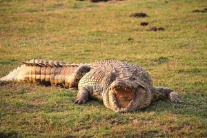 Crocodile cooling down in the heat of the day photo