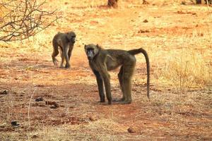 A mischievous baboon photo