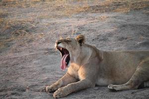 A Yawning wild lion photo