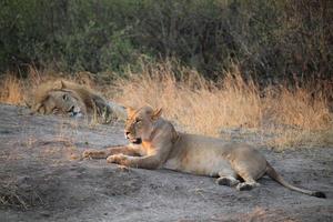 leones en su hábitat natural foto