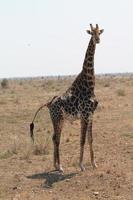 Lone wandering giraffe photo