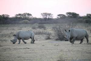 Passing rhinos in South Africa photo