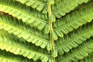 Beautiful green leaves of plants and different hedges and walls photo