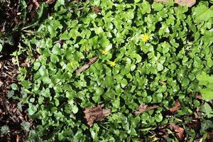 Beautiful green leaves of plants and different hedges and walls photo