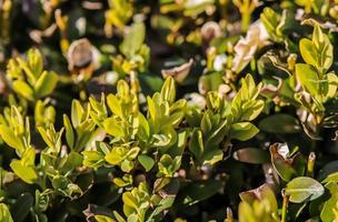 Beautiful green leaves of plants and different hedges and walls photo