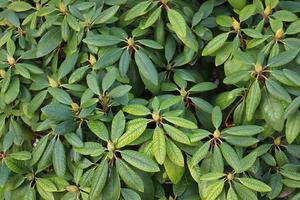 Beautiful green leaves of plants and different hedges and walls photo