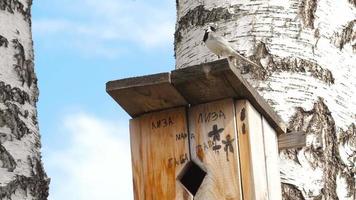ballerina uccello su un' casetta per gli uccelli. fatti in casa birdhouse su un' giovane betulla albero. scritto parole lisa, mamma, papà, nonna, nonno video