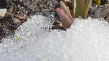 Aufnahmen vom Schmelzen des Schnees in den ersten Muscari-Blüten. Zeitraffer Schneeschmelze im Frühling video
