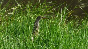 Reihervogel im grünen Gras am Ufer eines Sees, Teiches oder Flusses. wilder Vogel, der im hohen Gras nach Nahrung sucht video