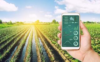 el agricultor recibe información sobre el estado del cultivo y condiciones en campo agrícola por teléfono. proceso de maduración del cultivo, humedad y nutrición del suelo. Tecnologías avanzadas foto