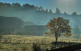 paisaje matutino, un poco de niebla, un árbol con hojas amarillentas en los rayos del sol naciente. foto